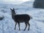 ...more neighbours!